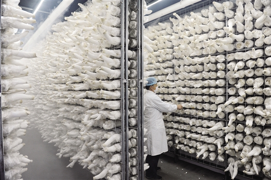 食用菌培育室設(shè)計(jì)