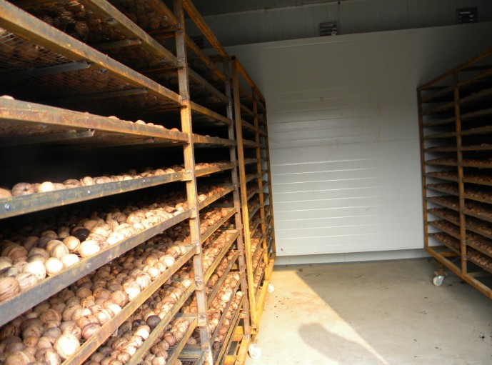 核桃烘干房需要知道的四大特點(diǎn)