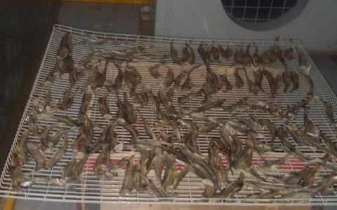 湖南室內(nèi)氣候控制公司給您分享蝦類烘干房