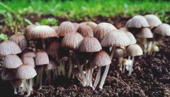 食用菌工程設(shè)計(jì)廠家告訴您悶庫的弊端