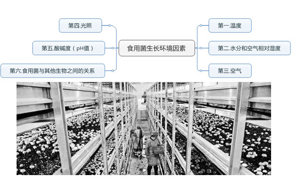 食用菌生長環(huán)境因素
