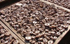 食用菌烘干房六大特點