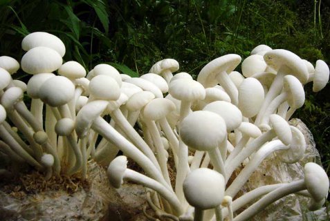 食用菌恒溫房的三大優(yōu)勢